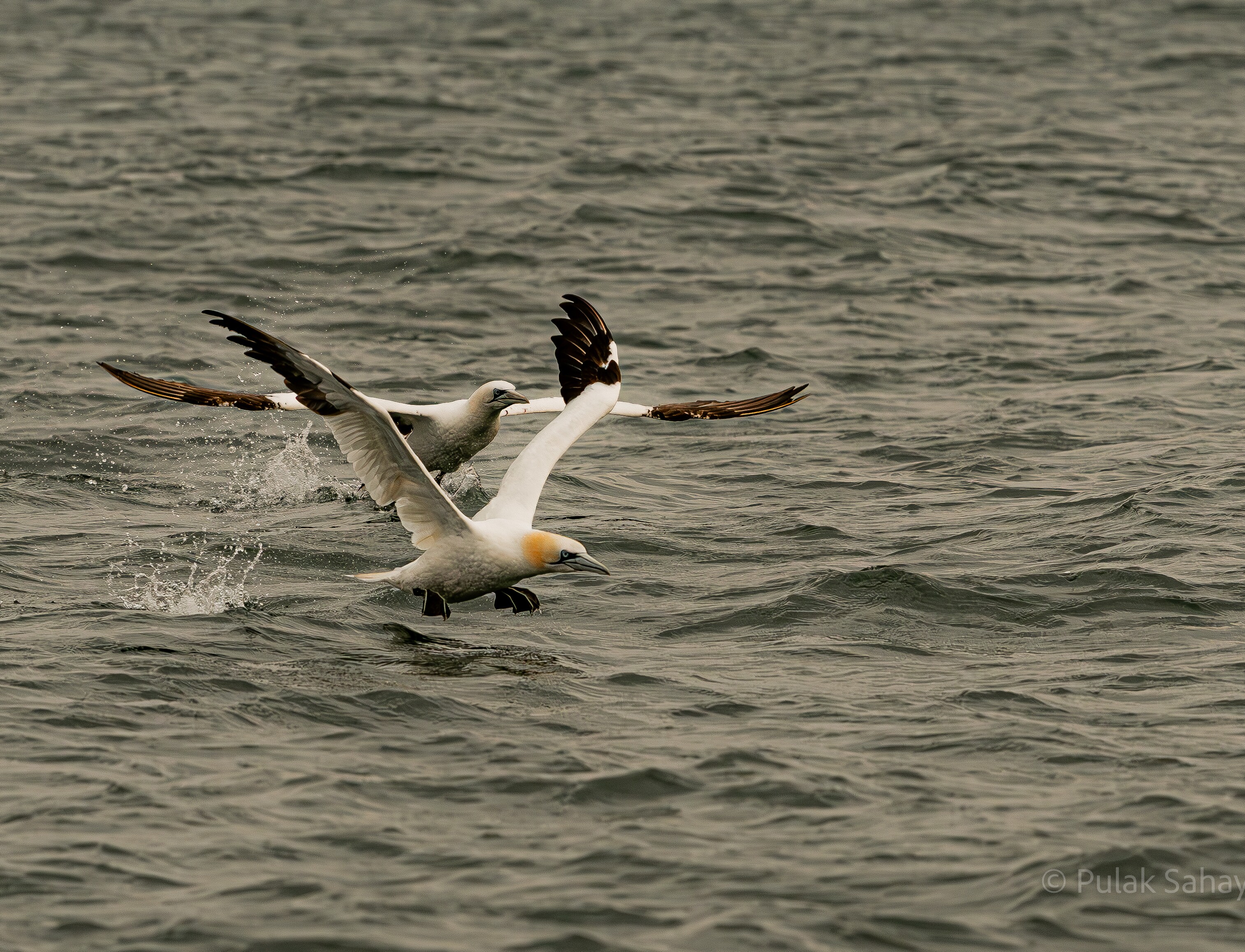 Gannet